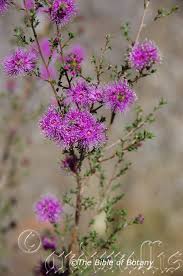 Image result for Hypoxis parvifolia