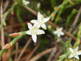 Image result for Oxygonum delagoense