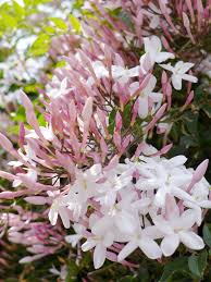 Gardening 101 Jasmine Gardenista Jasmine Flower Jasmine Plant Fragrant Flowers