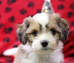 Private home breeder has cavachon puppies for sale in florida and near areas miami, sarasota, tampa, orlando, fort myers, naples florida. Ollie Cavachon Puppy 626846 Puppyspot