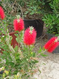 Flaschenputzer Blumen Pflanzen Pflanzen Blumen