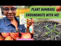 Image result for Vigna subterranea