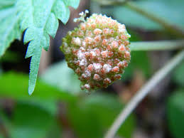 Image result for Lecanthus peduncularis