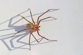 At first, the bite appears in the area is. Are Brown Recluse Bites Fatal To Infants