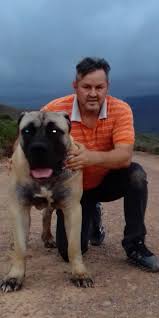 This is my first post. Is It Good To Cross Breed A Boerboel With A Bullmastiff Quora