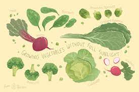 Most vegetables grow best in full sun, though some tolerate partially shaded conditions. 16 Vegetables You Can Grow In Partial Shade