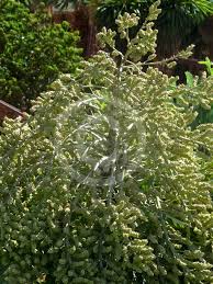 Image result for Cussonia sessilis