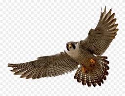 Diving Clipart Peregrine Falcon Peregrine Falcon Png Transparent Png 1010964 Pinclipart I can't believe that i don't have a tutorial on how to draw a falcon, step by step. peregrine falcon png transparent png
