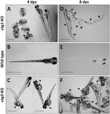 Not sure which type of dividers will best suit your filing needs? Genome Editing Reveals Reproductive And Developmental Dependencies On Specific Types Of Vitellogenin In Zebrafish Danio Rerio Biorxiv