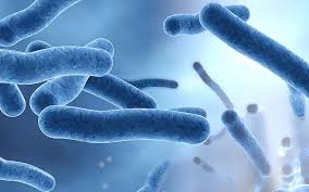 Image result for Legionella