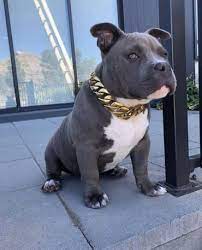 Pin On Xl Pitbull Dog