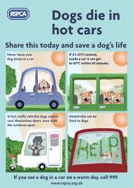 Don't leave your pets in vehicles, even with the windows open. This Is How To Keep Your Pets Safe In The Hot Weather Manchester Evening News