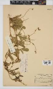 Image result for Ophrestia