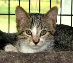 Good Morning Kitten Mama San S 4 Marco Polo 5 September 14 2019 Cute Cats And Kittens Kitten Cute Cats