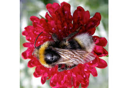 Image result for Bombus bohemicus