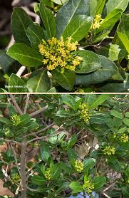 Image result for Psychotria capensis