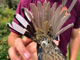 Gambar burung langka asal indonesia jalak bali warna putih, nama latin jalak bali (leucopsar rothschildi) merupakan burung endemik pulau bali dan dinobatkan sebagai lambang fauna provinsi. Burung Langka Setengah Jantan Separuh Betina