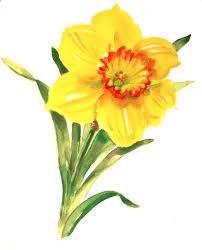 Daffodils For Maggie Watercolor Flowers Floral Watercolor Watercolor Flowers Paintings