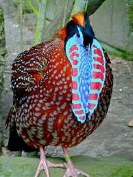Temminck S Tragopan Guzel Kuslar Rengarenk Kuslar Kus