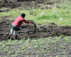 In fact, the process of mineral absorption and water absorption are two separate processes. Plant Nutrition Wikipedia