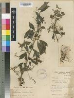 Image result for Euphorbia chevalieri