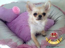 Http Altamodaeuropeacanina Com Es 38 Camas Y Sofas Para Perros Chihuahua Small Dogs Perros