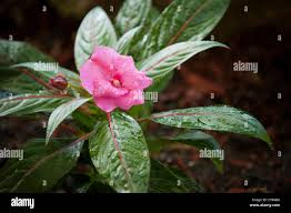 Image result for Impatiens stuhlmannii