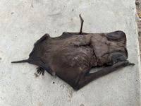 Image result for Perotis patens