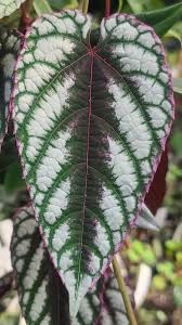 Image result for Cissus integrifolia