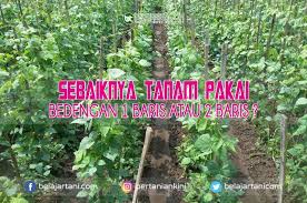 Menanam berbagai macam sayuran hingga tanaman hias juga sering menjadi minat sebagian besar orang di masyarakat. Sebaiknya Tanam Pakai Bedengan 1 Baris Atau 2 Baris