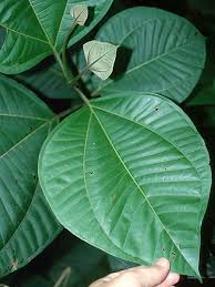 Image result for Bellucia