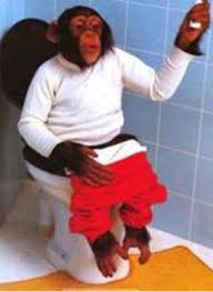 RÃ©sultat de recherche d'images pour "droles de singes"