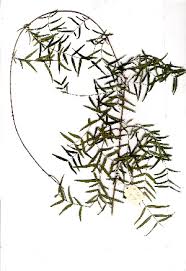 Image result for Secamone africana