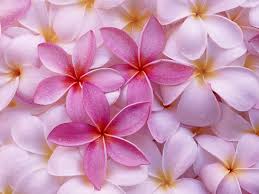 Coupons plus deals has a source of coupons and deals provided by users and visitors daily. Pink Hawaiian Plumeria Frangipani Cutting 9 12 Inches Long 1 Walmart Com Walmart Com