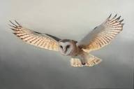 Barn Owl Flying – Sorrel Sky Gallery