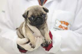 Filhote De Pug Zona Leste Sp The Dog Pet Center