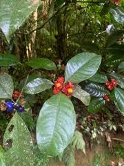 Image result for Psychotria heterosticta