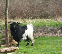 Black And White Goat Breeds Black And White Goat With Images Fainting Goat Heritage Breeds Animals