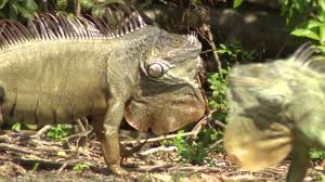 We are experts at south florida iguana removal. Firefighter Finds Success With Iguana Removal Service In South Florida