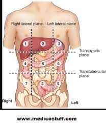 Abdominal surface anatomy can be described when viewed from in front of the abdomen in 2 ways: Abdominal Quadrants And Its Contents Abdominal Organs By Region Medicostuff