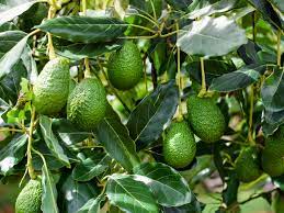 I have an avocado tree grown from seed that is about 8 years old. Avocado Growing Indoors How To Grow An Avocado In A Pot