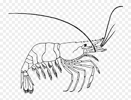 Check spelling or type a new query. Medium Image Shrimp Clipart Black And White Png Download 3722622 Pinclipart