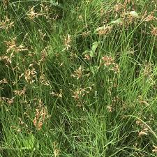 Image result for Schoenoplectus sp.no.1