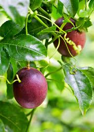 Image result for Passiflora edulis