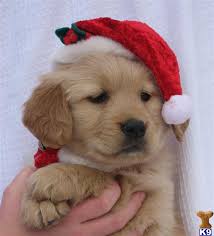 There may be many strangers around, possibly noisy excited children as well, and the puppy can get easily stressed. Golden Retriever Puppies For Sale In Utah Retriever Puppy Golden Retriever Puppy Christmas Puppy