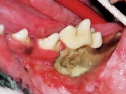 This is a weakening of the bones that can lead to symptoms of onj can range from very mild to severe. Idiopathic Osteomyelitis Osteonecrosis Of The Jaw In Dogs