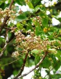 Image result for Otholobium foliosum