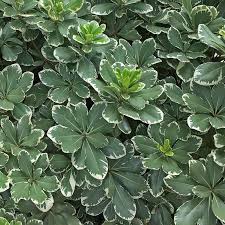 Image result for Pittosporum tobira
