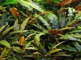 It was described by dutch botanist hendrik de wit in honour of aquarium hobbyist and writer albert wendt. Cryptocoryne Wendtii Jetzt Ab 4 99 Kaufen Pflege Details