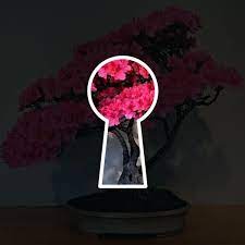 20pcs Japanese Sakura Seeds Cherry Blossom Flower Seeds Bonsai Rare Tree Plants Home Trees To Plant Flower Seeds Cherry Blossom Flowers